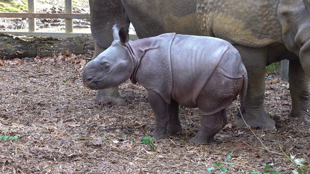 Zoo welcomes baby rhino - BBC Newsround