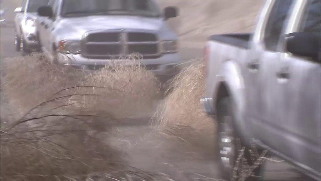 Tumbleweed traffic jam hits California