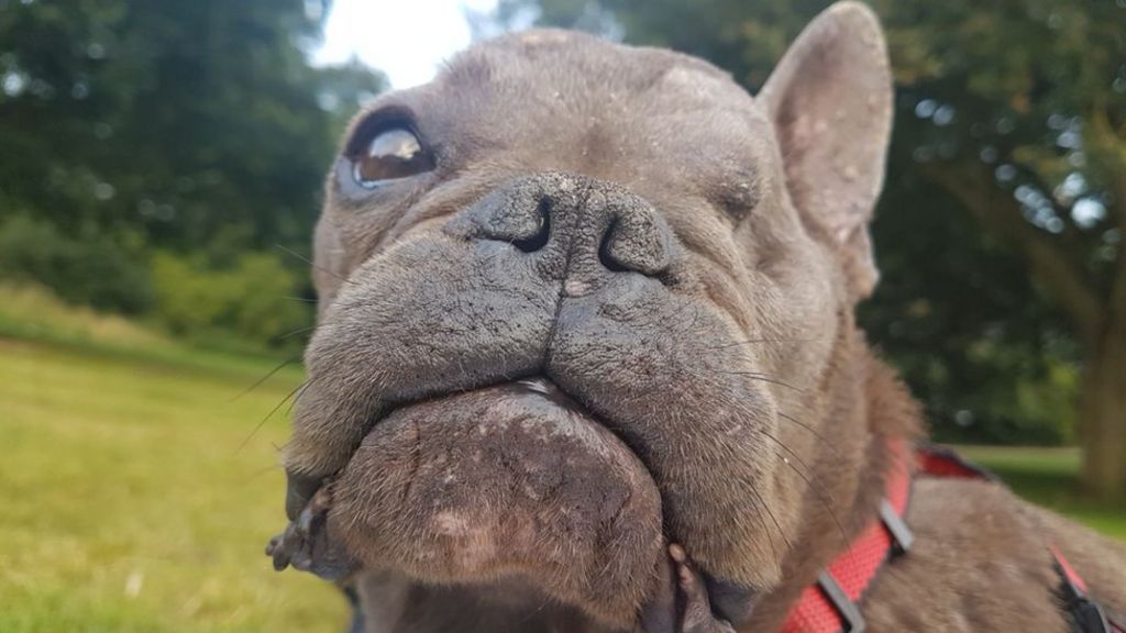 One-eyed French bulldog Ugly Betty 