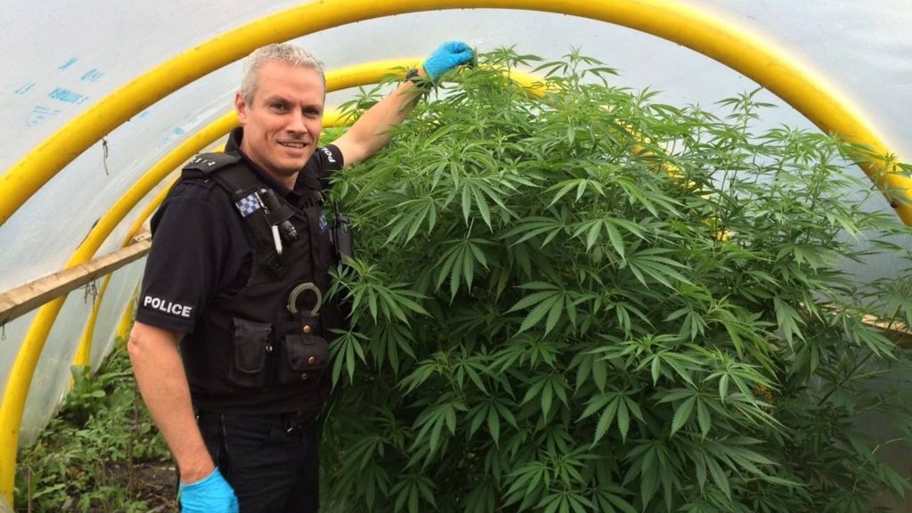 A police officer with a cannabis plant
