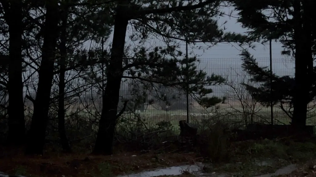 A dark line of trees by a corrugated fence. In the distance an open grassy area is visible.