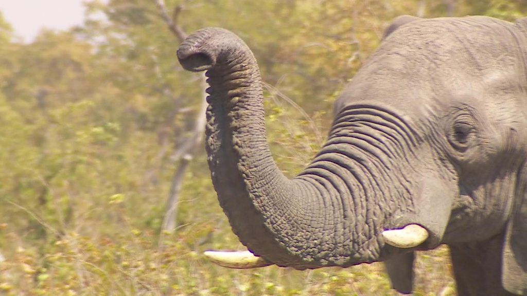 Ivory Trade New Ban On Ivory Planned To Help Protect Elephants BBC    100687022 P0635q6r 