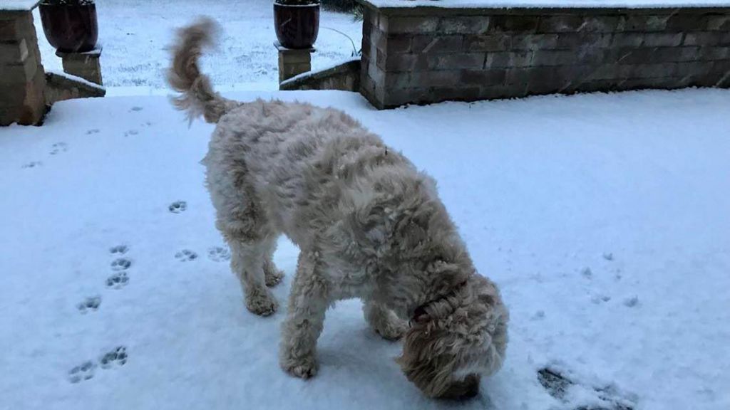 Dog playing in the snow 