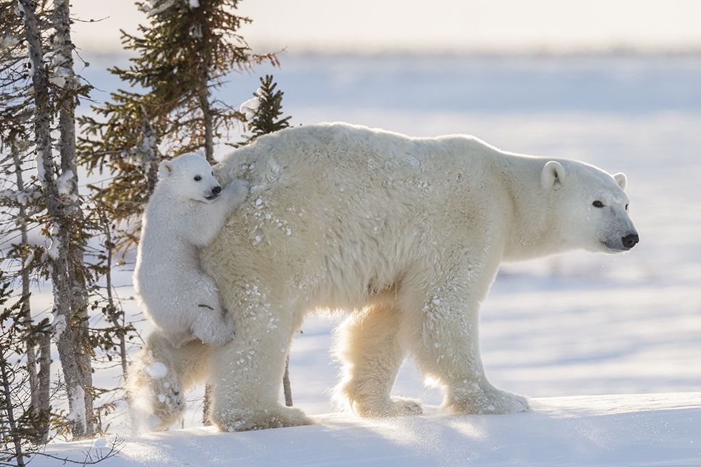 Hitching a ride by Daisy Gilardini, Switzerland