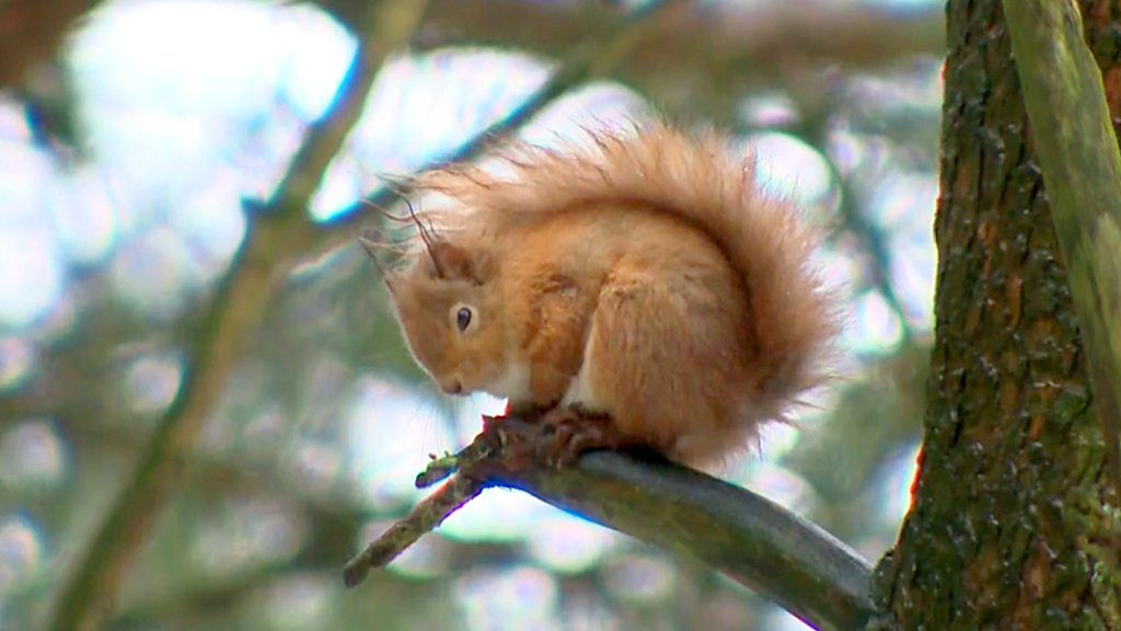 Hope For Pine Marten Red Squirrel Boost In Ceredigion Bbc News