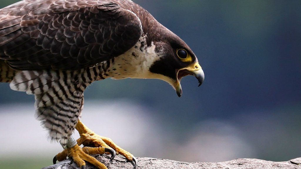 A peregrine falcon