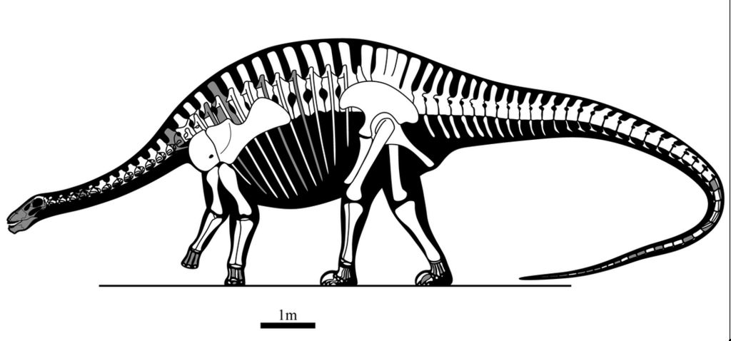 Silhouette of lingwulong, showing a dinosaur with a long neck and tail, and a head about 1m long