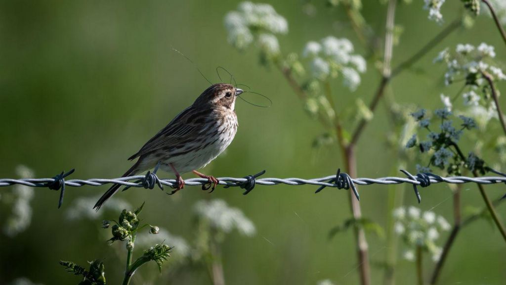 A reed bunting bird with a horse hair in its mouth on a wire 