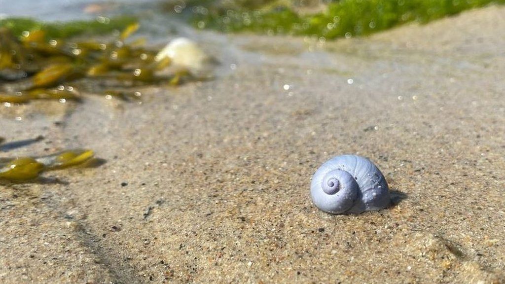 Violet sea snail on sand with seaweed