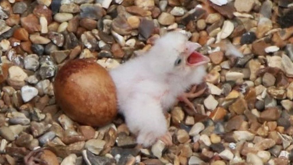 Peregrine chick on St Albans Cathedral