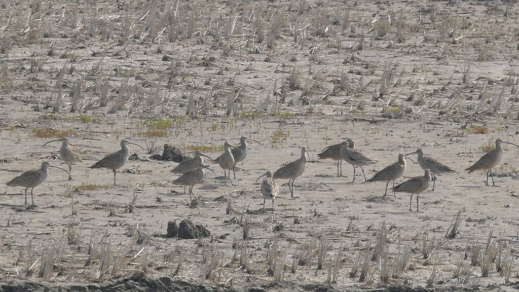 Eastern curlews searching for crabs in a drained rice paddy, North Korea