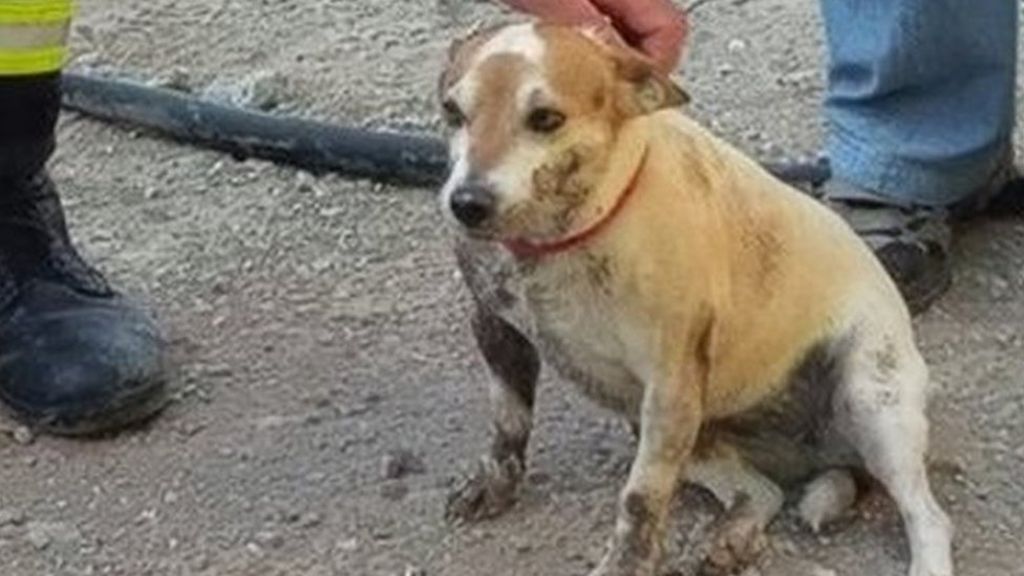 Stuck dog Lilly gives rescuers headache - BBC News