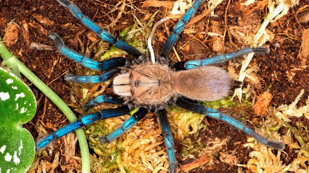 blue legged tarantula.