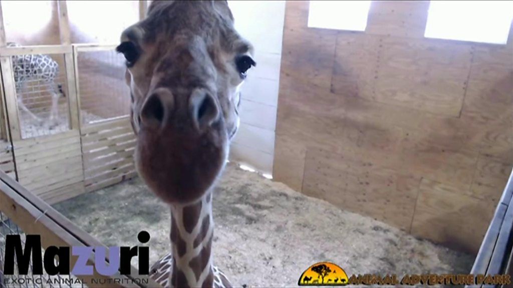 April the Giraffe looks at the camera