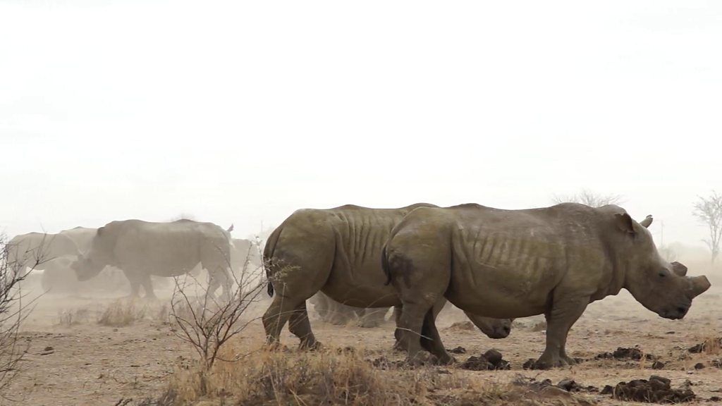 Why are people talking about a rhino horn sale? BBC Newsround