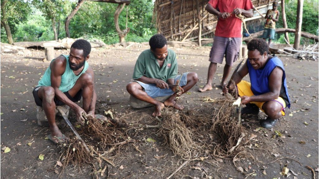 Преданные принца Филиппа готовят корни кавы для питья на предстоящей траурной церемонии, которая состоится по покойному британскому принцу, скончавшемуся в пятницу в возрасте 99 лет в деревне Яохнанен, остров Танна, Вануату 10 апреля 2021 г.