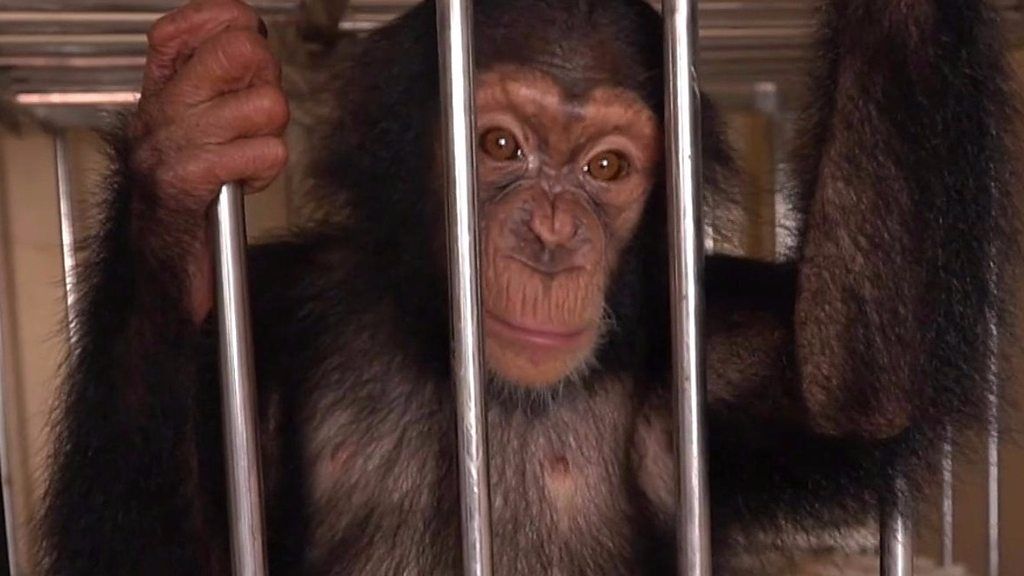 A chimp from Nigeria