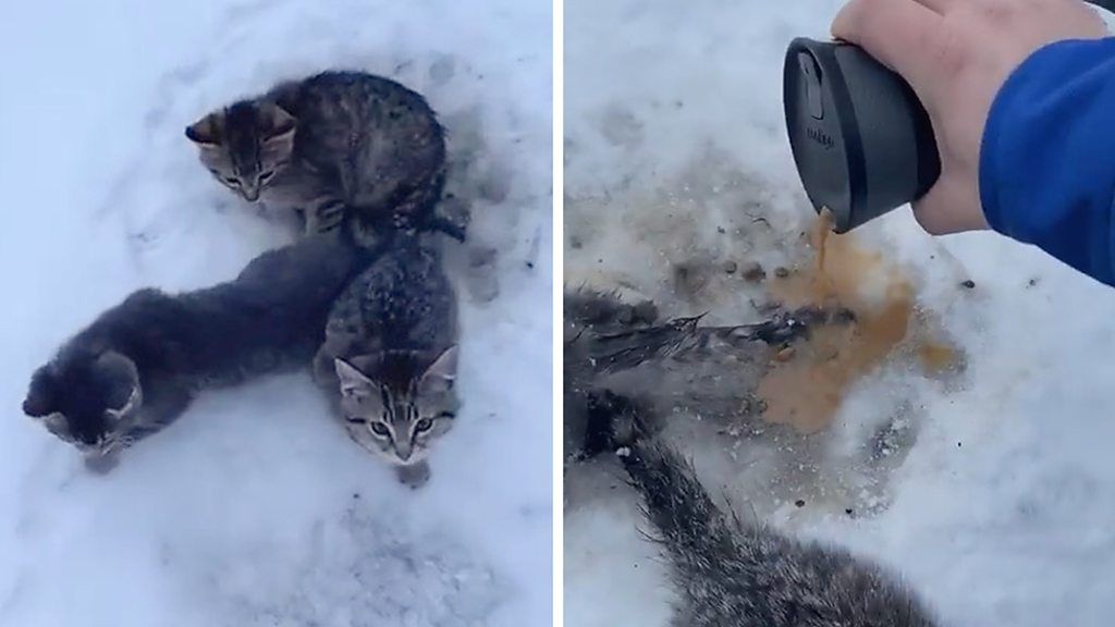 Canadian man uses warm coffee to rescue kittens frozen to ground