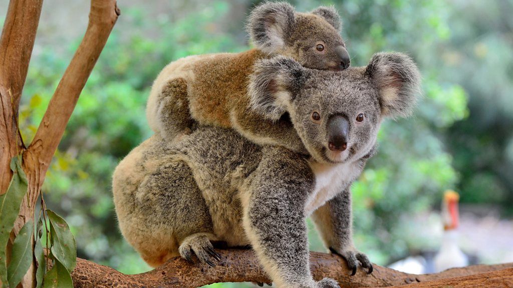 A koala and their baby