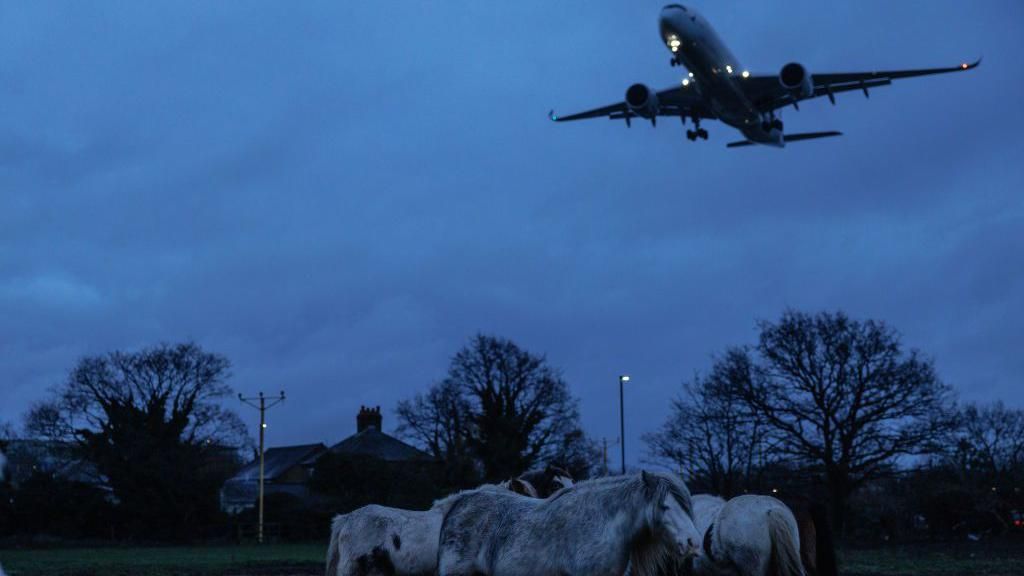 Horses feed in a field under the flight path planes as they come in to land at Heathrow on January 28, 2025 in London, England.