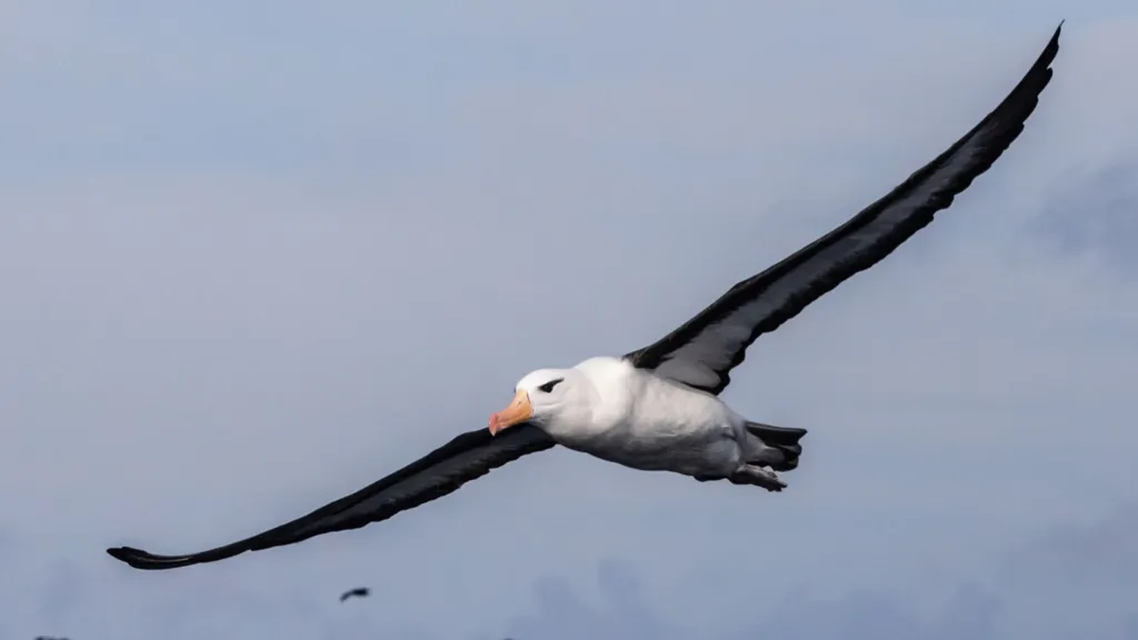 Saving South Africa's albatrosses from deadly fishing lines