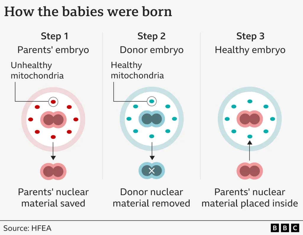 Diagrama en tres pasos que muestra cómo se crea un embrión saludable utilizando el núcleo de los padres y mitocondrias de una donante. El proceso incluye extraer el material nuclear de un embrión con mitocondrias dañadas, insertarlo en un embrión donante con mitocondrias sanas y formar así un nuevo embrión sin enfermedades mitocondriales.