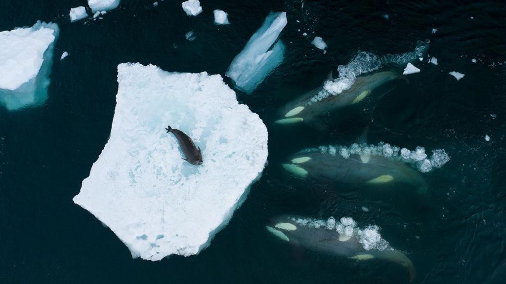 A lone seal on an iceberg viewed from above with whales surrounding it