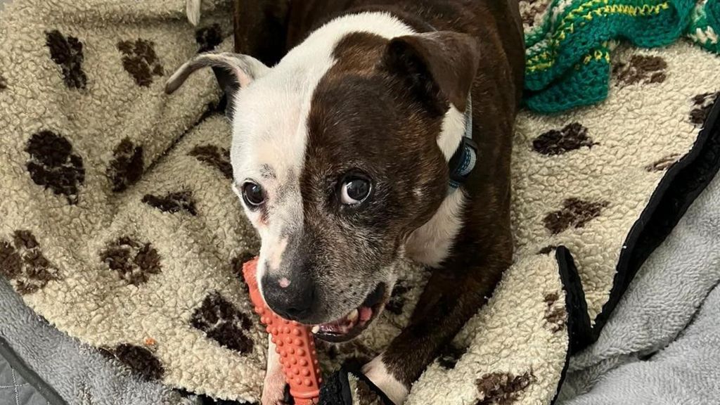 A staffordshire bull terriet gnawing on a toy while laying down, looking up at the camera