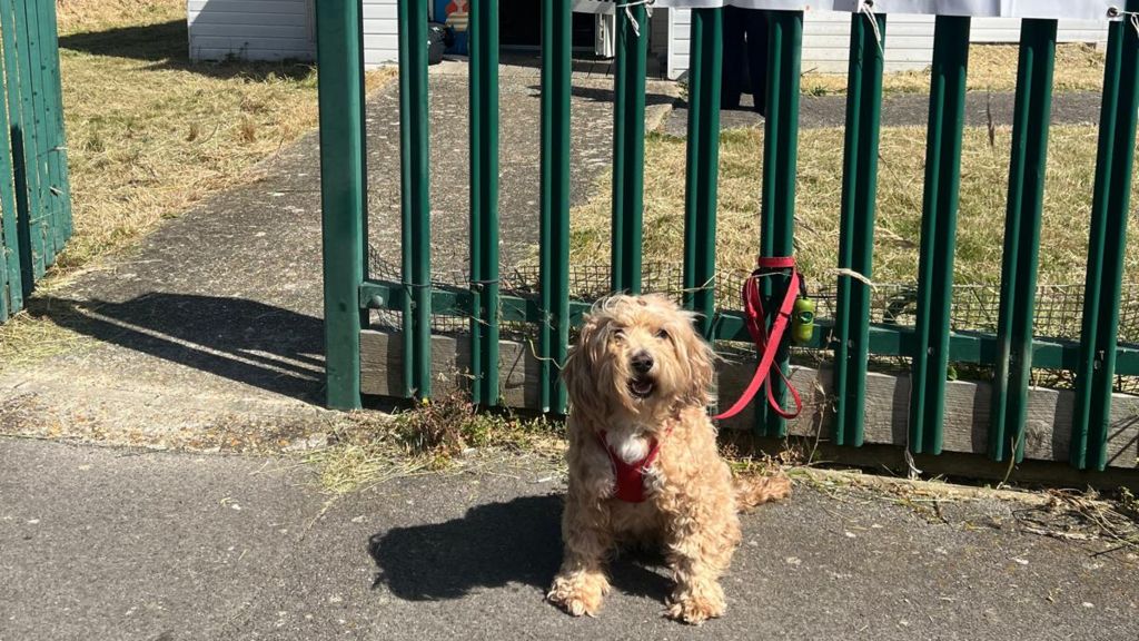 Cookie a tan coloured dog with a red lead, tied to a green fence with the polling station in the background
