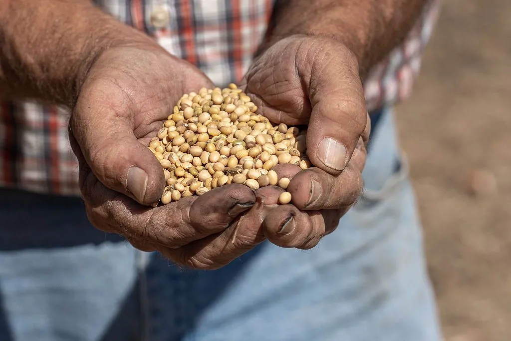 Close up of a farmer's callused hands cupping a handful of yellow soybeans