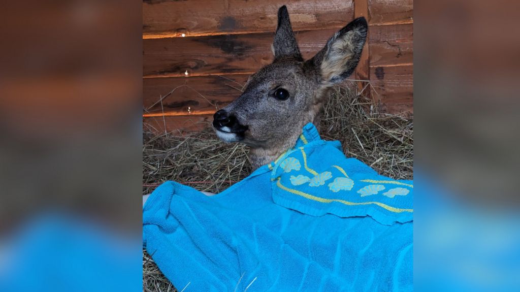 A roe deer wrapped up in a blue towel. It appears to be in a shed and is laying on hey.