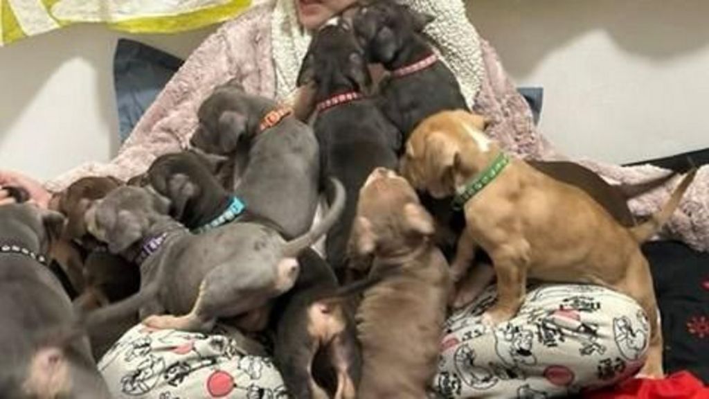 At least nine puppies climbing on top of a woman sitting on a bed. She is wearing pyjamas and a dressing gown and the dogs are wearing colourful collars and have fur that is either brown, grey or black