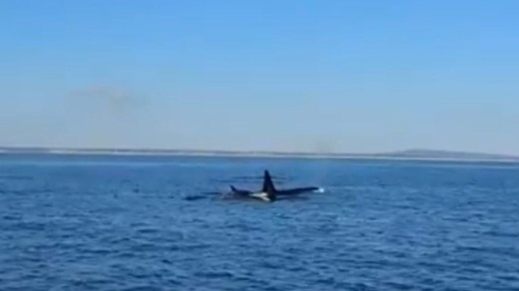 Orcas interrupt fishing trip off Aberdeenshire