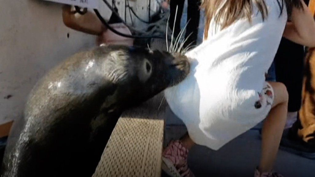 Girl dragged into water by sea lion