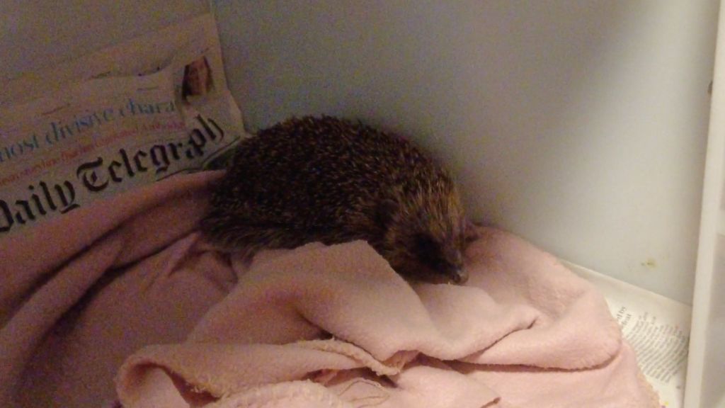 Flor the adult hedgehog on a pink blanket