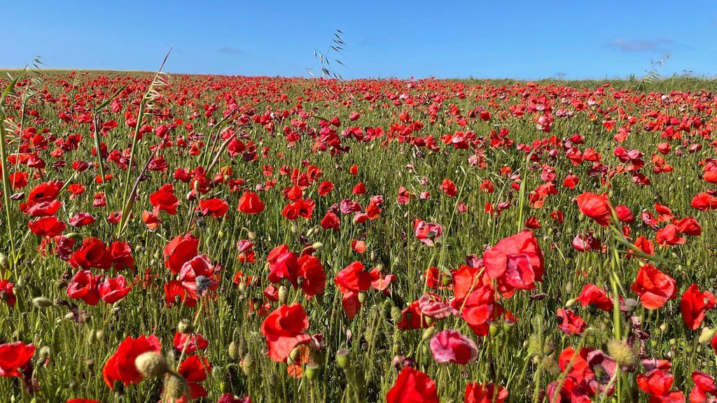 The poppy field at West Pentire
