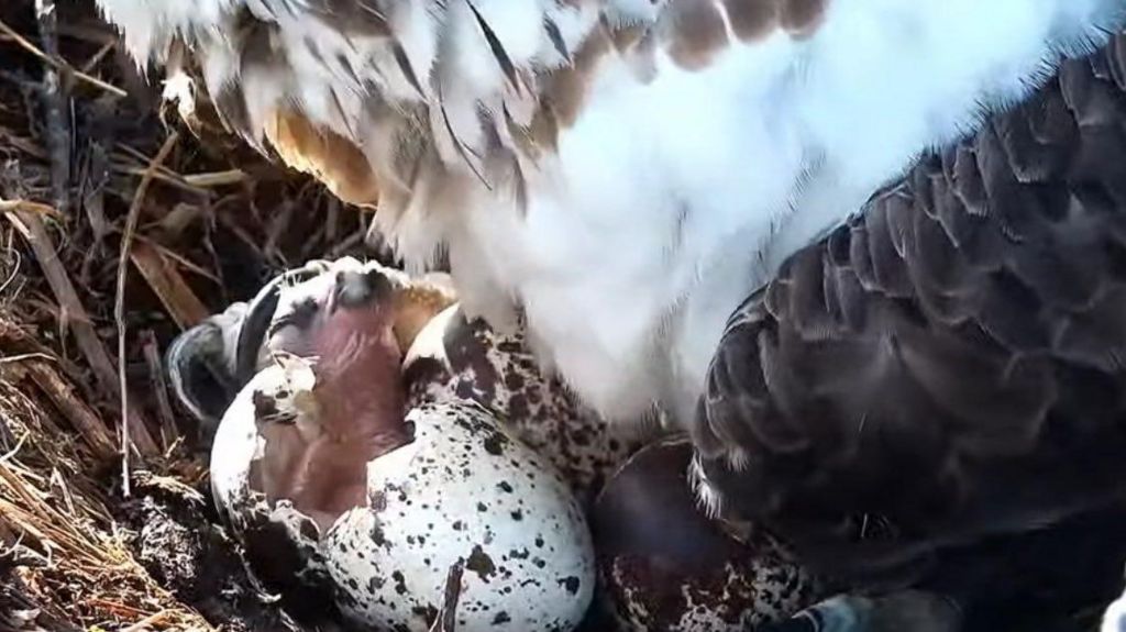 Osprey chick peering out of the egg shells