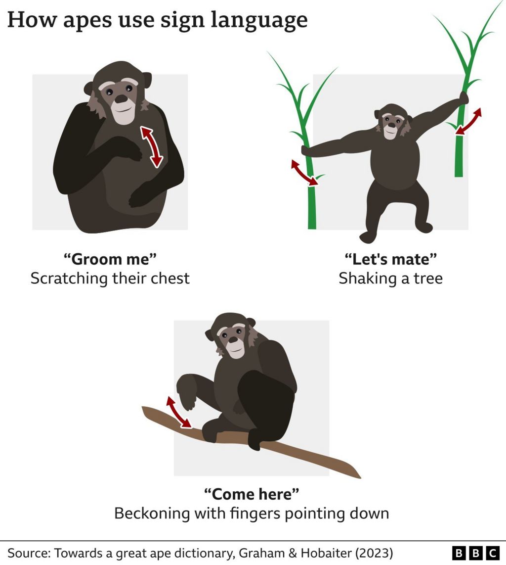Graphic of ape language
