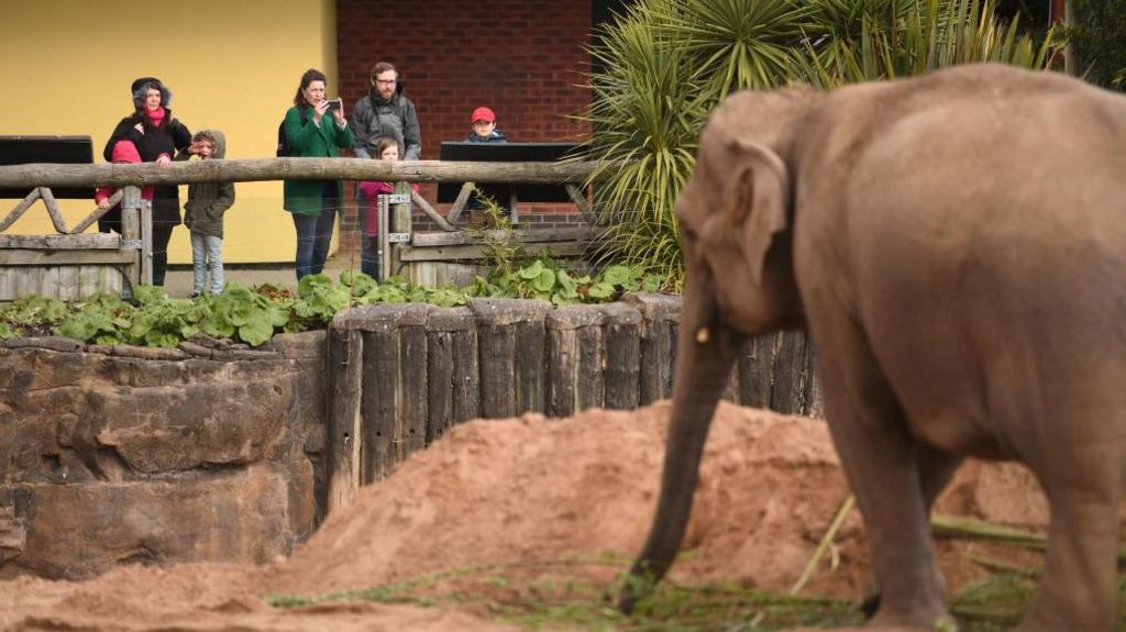 Elephants enjoy zoo visitors, study suggests - BBC News