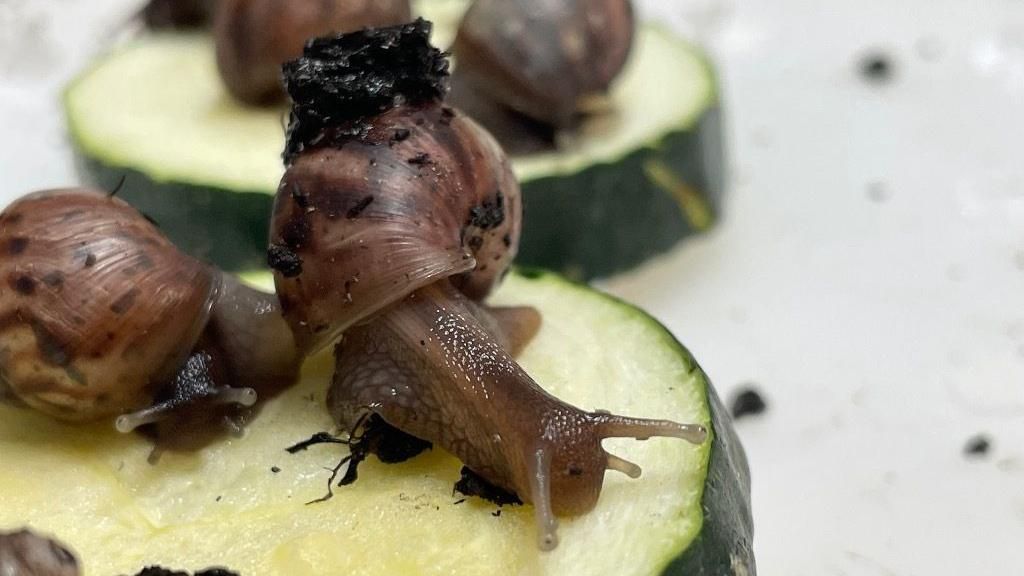 A giant African snail enjoys a slice of courgette