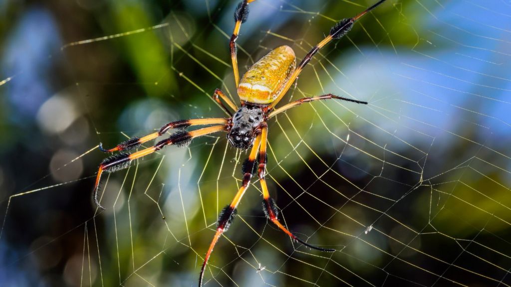 Spider silk helps creates microscope superlens - BBC News