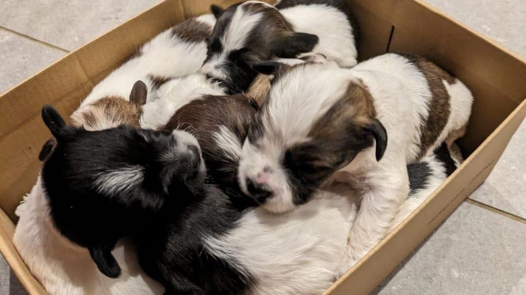 Puppies in a cardboard box