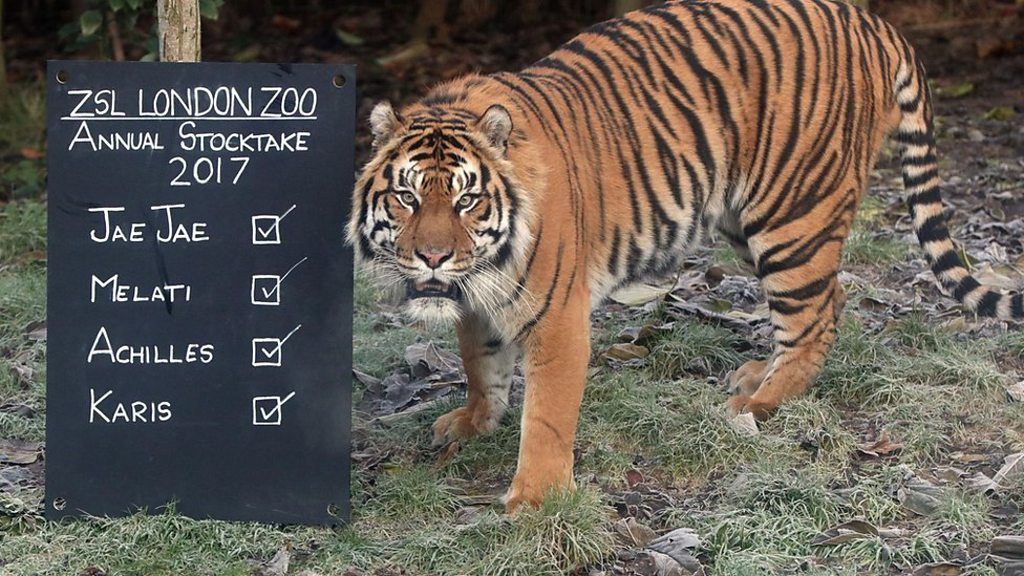 Sumatran tiger at London Zoo