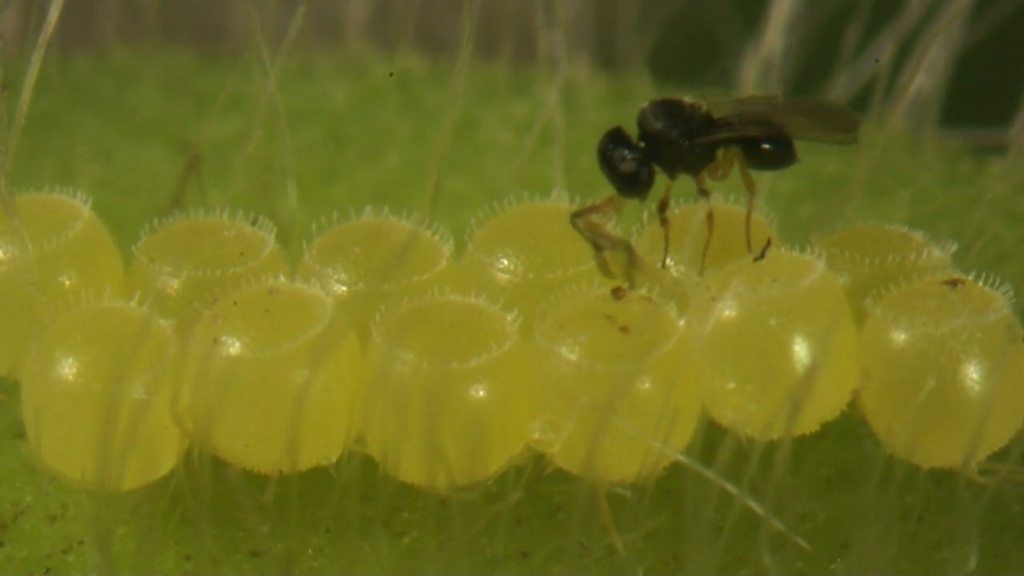 A trichogramma wasp