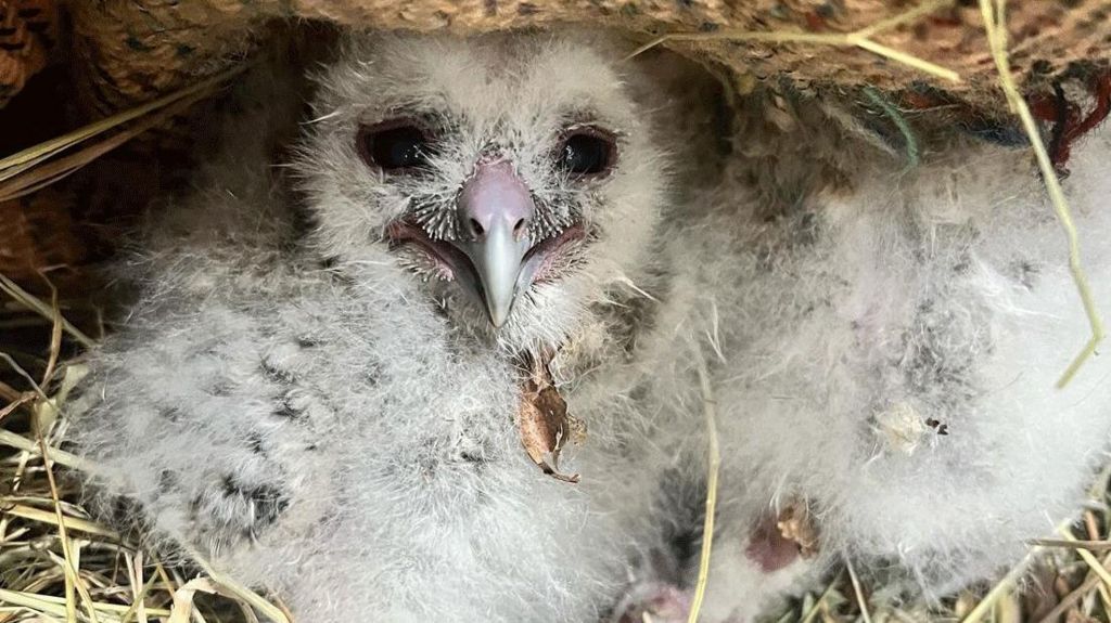 A baby owl looks at the camera, it has white fluffy fur