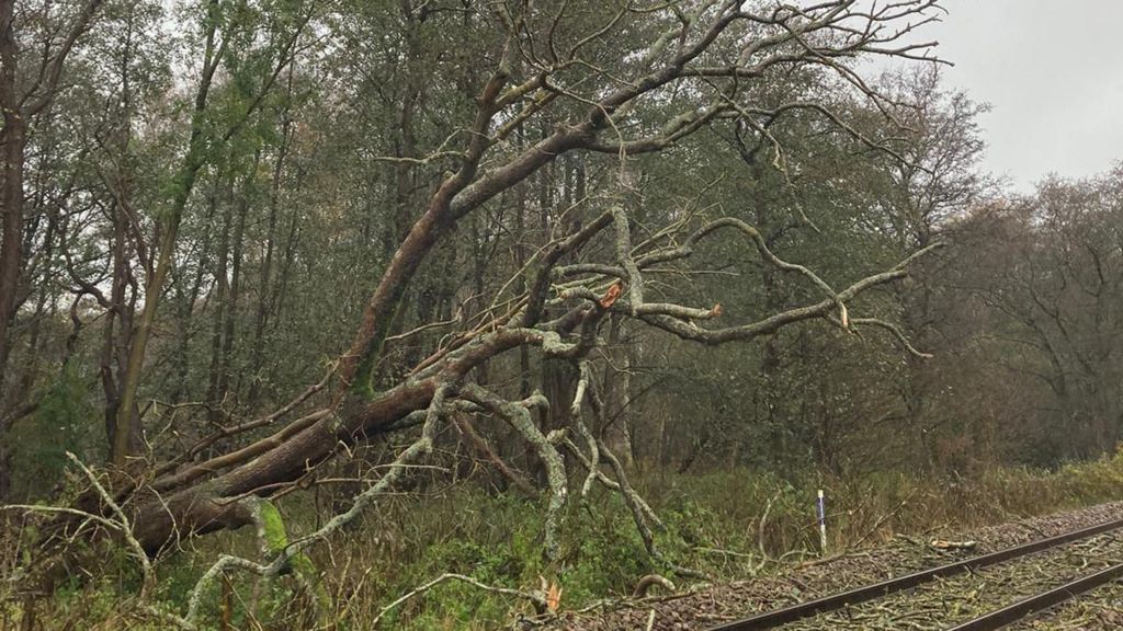 A fallen tree by Worlingham level crossing, between Beccles and Oulton Broad South