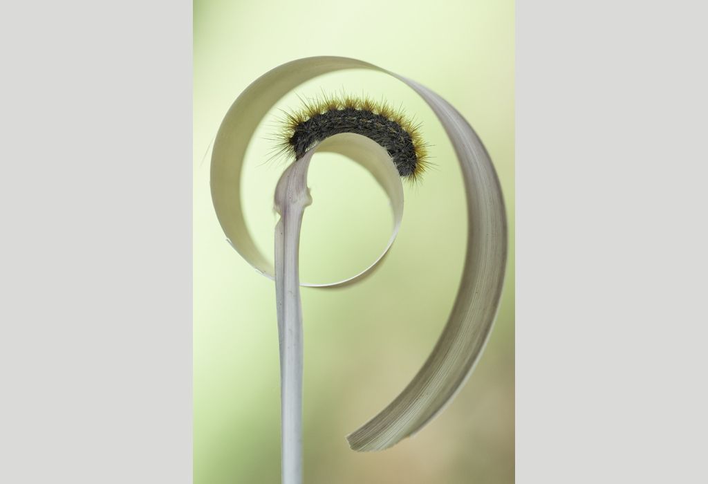 Caterpillar curl by Reinhold Schrank, Austria