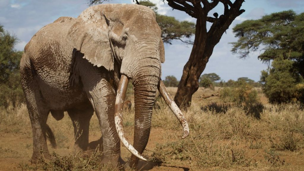 Ongebruikt One of Kenya's last big 'tusker' elephants dies aged 50 - BBC News BN-66