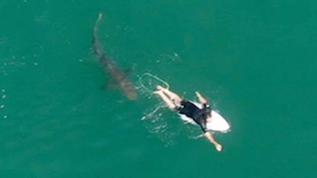 Surfer with shark from above