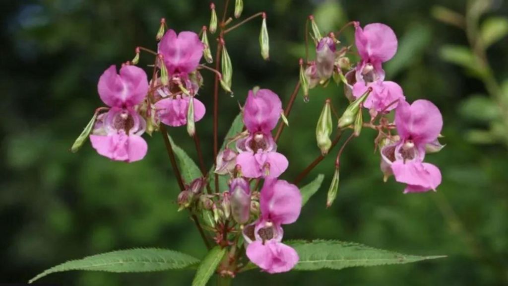 Close up of a Himalayan Balsam plant with pink flowers